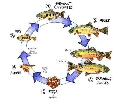 Trout life cycle | Life cycles, Cycle for kids, Fish life cycle