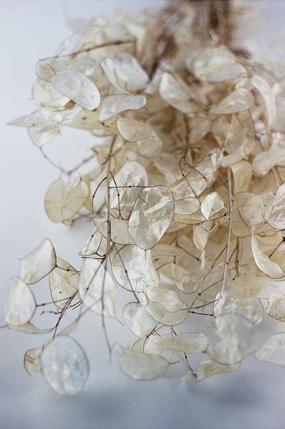 Dried Lunaria - Natural Bunch, 70cm l Natural Lunaria – Dried Flowers Decor