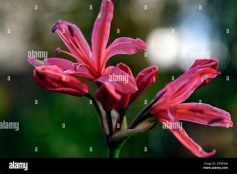 nerine sarniensis, Guernsey lily, Jersey lily, tender, flowering, bulb ...