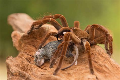 Man Discovers Puppy-Sized Tarantula While Walking in the Rainforest–and ...