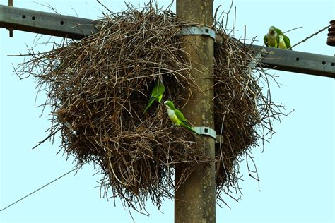 Monk Parakeets nesting along the Transpantaneira - the roa… | Flickr