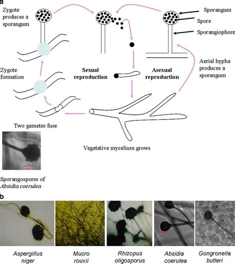 (a) Life cycle of fungi, asexual and sexual reproduction of fungi. Most ...