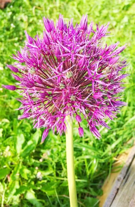 Growing purple garlic flowers - Makergardener