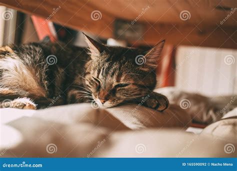 Beautiful Tabby Cat Sleeping Under a Table. Domestic Cat. Lovely Cat ...