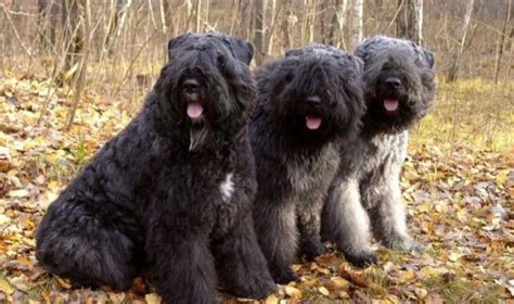 Bouvier des Flandres: Breed Characteristics, Training, Care & Nutrition ...