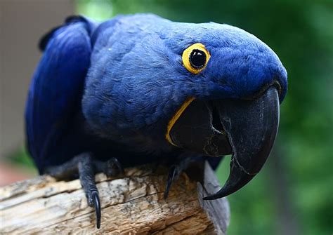 watching birds: Hyacinth Macaw Parrot