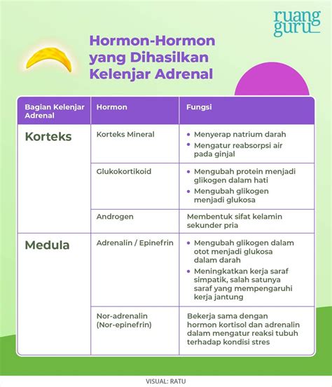 Macam-Macam Kelenjar Endokrin dan Hormon yang Dihasilkan | Biologi Kelas 11