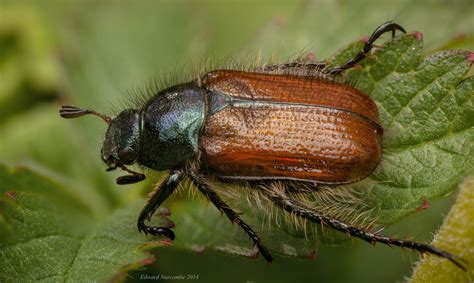 ~Phyllopertha horticola~ | Found my first Garden Chafer of t… | Flickr