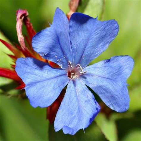 Ceratostigma plumbaginoides liners from Emerald Coast Growers