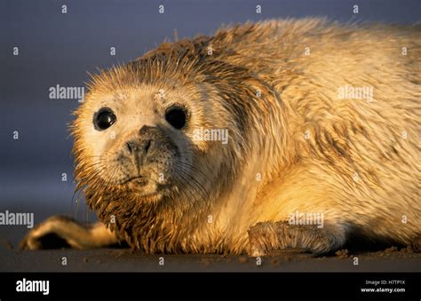 Grey Seal (Halichoerus grypus) pup portrait, Europe Stock Photo - Alamy