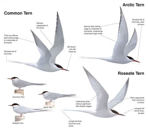 Identification, Roseate vs Common vs Arctic Tern – Planet of Birds