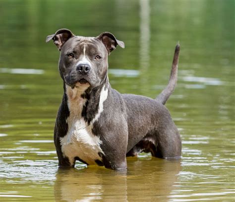 How Much Should A Staffordshire Bull Terrier Weight