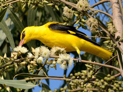 Indian Golden Oriole - eBird