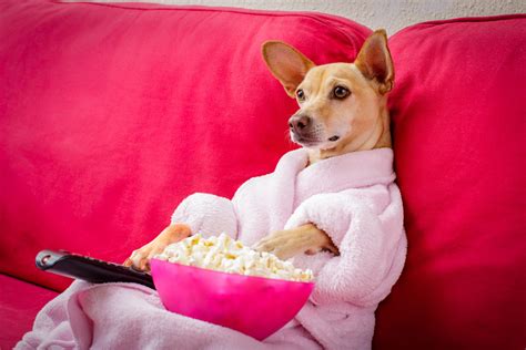 Best Pet TV Shows • Yapper