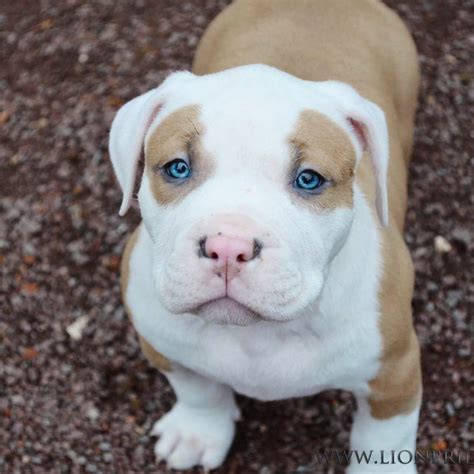 Chiot puppy puppies American bully XL XXL Bully Pitbull a vendre For ...