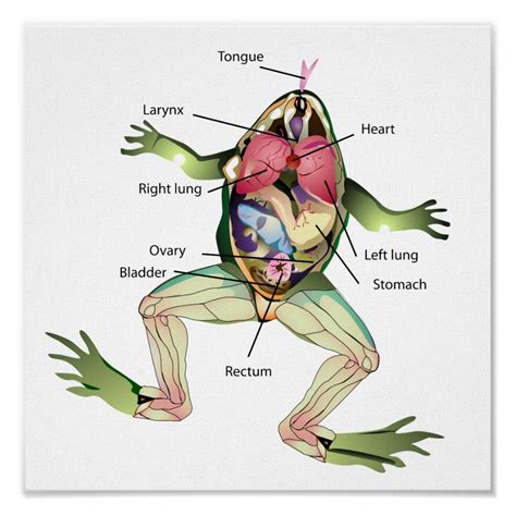 Leopard Frog Dissection Photos Labeled Worksheet - Sixteenth Streets