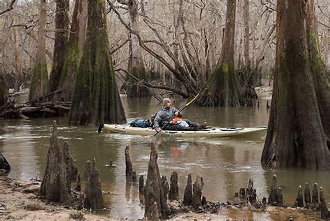 Week 6: The cold backwaters of the Apalachicola | Florida Wildlife ...