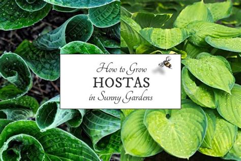 49 Hostas for Sunny Locations | Empress of Dirt