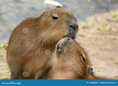 The European Beaver or Eurasian Beaver Stock Photo - Image of outdoors ...