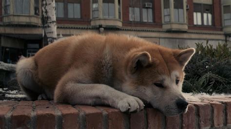 Hachi: A Dog's Tale - HD Wallpaper