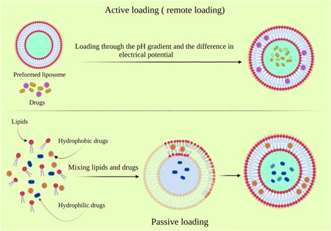 Frontiers | Liposomes: Structure, Biomedical Applications, and ...