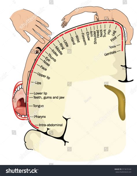 7 Cortical Homunculus Images, Stock Photos & Vectors | Shutterstock