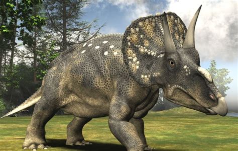 Wow!!! The Triceratops Dinosaur was discovered by a cowboy!