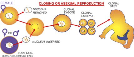 Human Cloning - Human Cloning