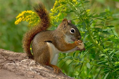 5 Types of North American Squirrels - WorldAtlas