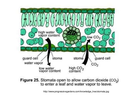 Gas exchange in plants