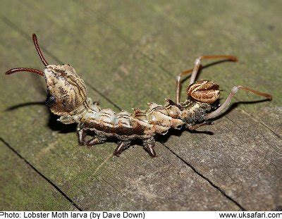 Lobster Moths - Stauropus fagi - UK Safari