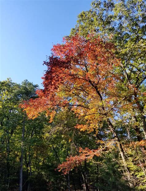 Brilliant Fall Colors - Appalachian Forest Autumn Foliage Stock Photo ...