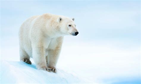 Mother and son killed by polar bear in rare attack in Alaska's Wales ...