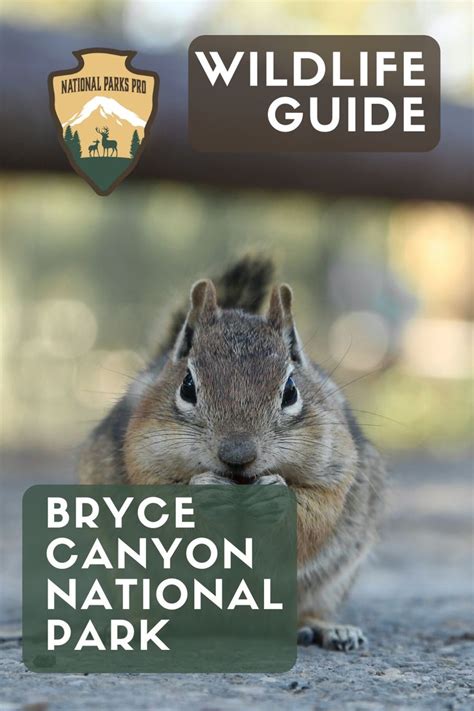 Bryce Canyon National Park Wildlife Guide | Bryce canyon national park ...