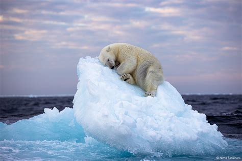 polar bear photo - ORYX Photo Tours