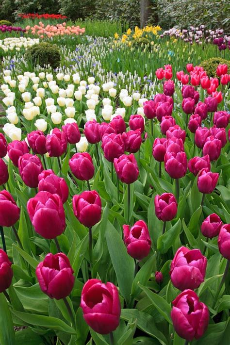 Inspiring Tulip Garden Ideas - Town & Country Living