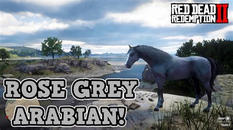 HOW TO GET THE ROSE GREY ARABIAN HORSE IN RED DEAD REDEMPTION 2! THE ...