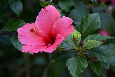 Common Varieties Of Hibiscus: What Are The Different Types Of Hibiscus ...