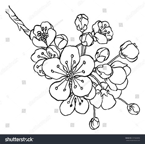 Hand Drawing Apple Tree Branch In Blossom Line Art Isolated On A White ...