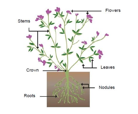 how to grow lucerne - Graduate Farmer Limited