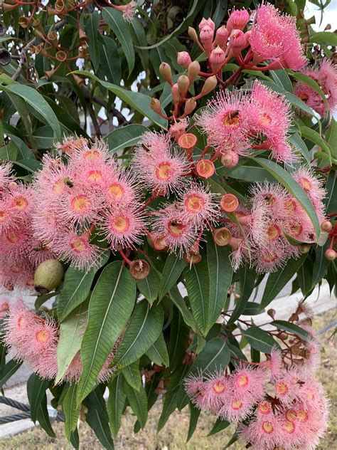 Flowering gum tree on my street a few months back | Australian native ...