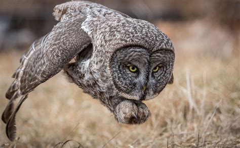 National Geographic premió las mejores fotos de la naturaleza de 2017 ...