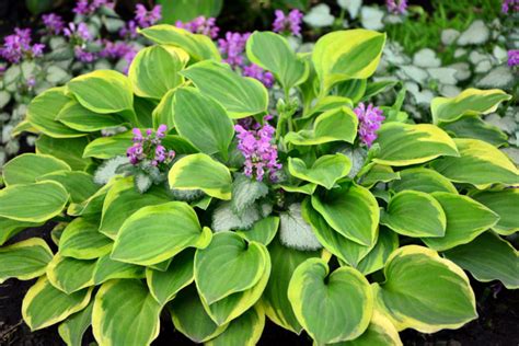 Full-Sun Hostas Grow Well Even Without Shade