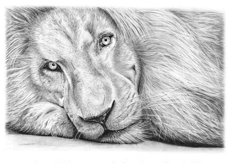 Animal Drawings by Angela of Pencil Sketch Portraits