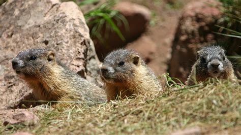 Being Antisocial Leads to a Longer Life. For Marmots. - The New York Times