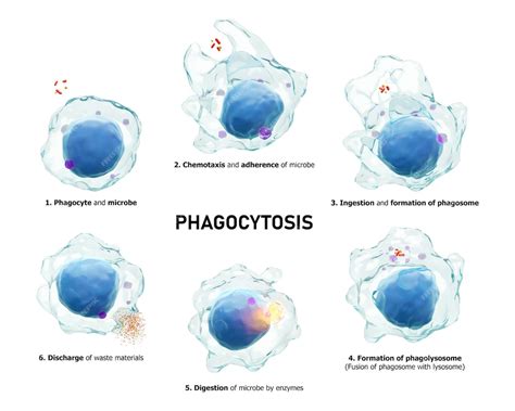 Premium Photo | Phagocytosis step by step process of macrophage is ...