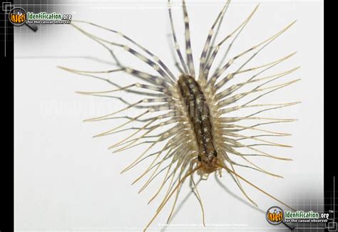 House Centipede