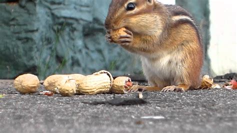 Chipmunk eating nuts 1 - YouTube