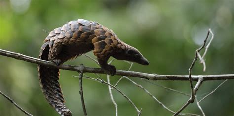 PANGOLIN RESCUE, REHABILITATION AND RELEASEHow Does The Born Free ...