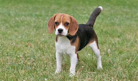 79+ Teacup Full Grown Beagle Dog - l2sanpiero